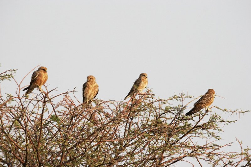 c_2015_08_29 07_38_54_705